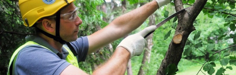 Sanitární prořezávání stromů: zemědělská technika, která umožňuje prodloužit životnost sazenic