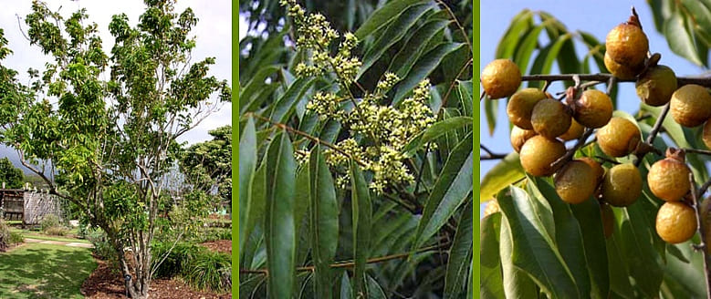 Plody Sapindus